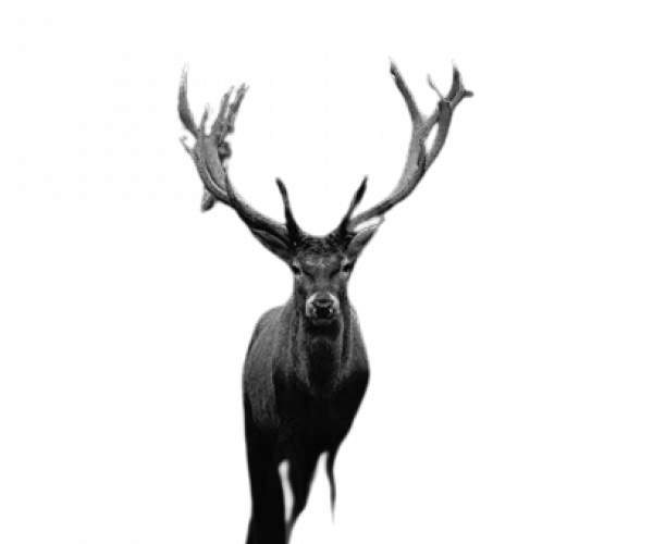 black-and-white-deer-removebg-preview